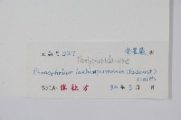 紅色新月蕨藏品圖，第2張