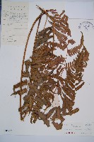 淡綠短腸蕨藏品圖，第1張