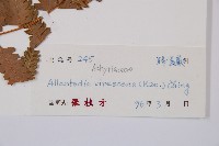 淡綠短腸蕨藏品圖，第3張