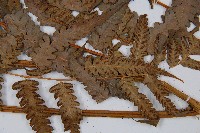 淡綠短腸蕨藏品圖，第4張