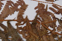 淡綠短腸蕨藏品圖，第5張