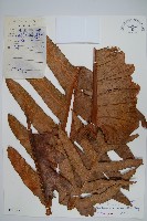 崖薑蕨藏品圖，第1張