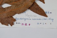 崖薑蕨藏品圖，第2張