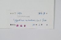 小葉海金沙藏品圖，第2張