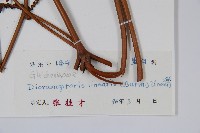 芒萁藏品圖，第2張