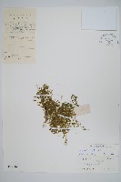 膜葉卷柏藏品圖，第1張