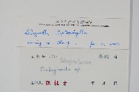 膜葉卷柏藏品圖，第2張