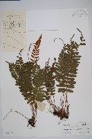 刺蕨藏品圖，第1張