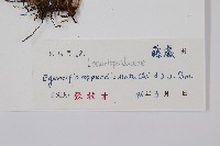 刺蕨藏品圖，第2張