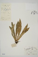 叢葉鐵角蕨藏品圖，第1張