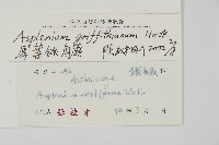 叢葉鐵角蕨藏品圖，第2張