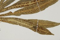 叢葉鐵角蕨藏品圖，第3張