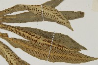 叢葉鐵角蕨藏品圖，第4張