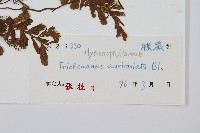 瓶蕨藏品圖，第2張