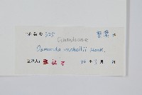 華南紫萁藏品圖，第2張