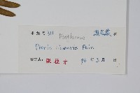 三角脈鳳尾蕨藏品圖，第2張