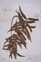 登錄號:P005234藏品圖，第1張