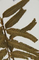 登錄號:P005234藏品圖，第6張