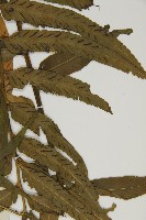 登錄號:P005234藏品圖，第7張