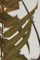 登錄號:P005234藏品圖，第8張