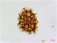 登錄號:P005234藏品圖，第2張