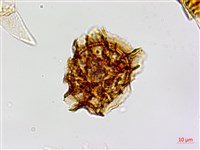 登錄號:P005234藏品圖，第3張