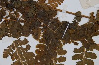 台灣鱗蓋蕨藏品圖，第5張