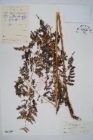 脆葉軸果蕨藏品圖，第1張