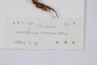 脆葉軸果蕨藏品圖，第2張