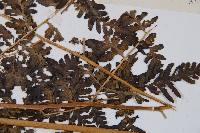 脆葉軸果蕨藏品圖，第3張
