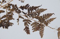 脆葉軸果蕨藏品圖，第5張