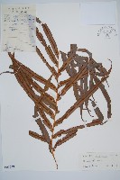 烏毛蕨藏品圖，第1張