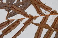 烏毛蕨藏品圖，第4張