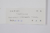 福建蓮座蕨藏品圖，第2張