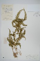 全緣卷柏藏品圖，第1張