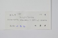 全緣卷柏藏品圖，第2張