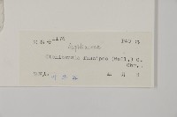 屏東擬肋毛蕨藏品圖，第2張