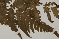 屏東擬肋毛蕨藏品圖，第3張