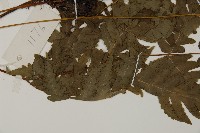 屏東擬肋毛蕨藏品圖，第5張