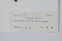 擬毛蕨藏品圖，第2張