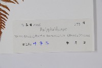 普通針毛蕨藏品圖，第2張