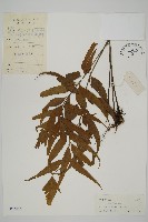 鐮葉鐵角蕨藏品圖，第1張