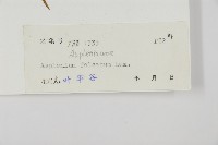 鐮葉鐵角蕨藏品圖，第2張