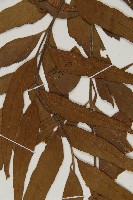 鐮葉鐵角蕨藏品圖，第4張