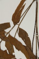 鐮葉鐵角蕨藏品圖，第5張