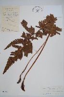 兩色鱗毛蕨藏品圖，第1張