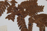 兩色鱗毛蕨藏品圖，第4張