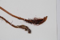 兩色鱗毛蕨藏品圖，第5張