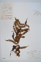 臺灣桫欏藏品圖，第1張