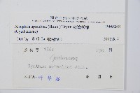 臺灣桫欏藏品圖，第2張